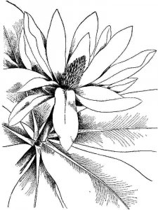 Magnolia coloring page 7 - Free printable