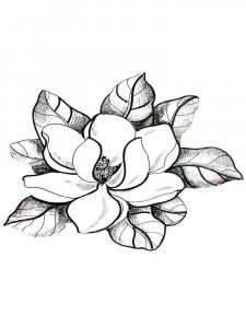 Magnolia coloring page 9 - Free printable