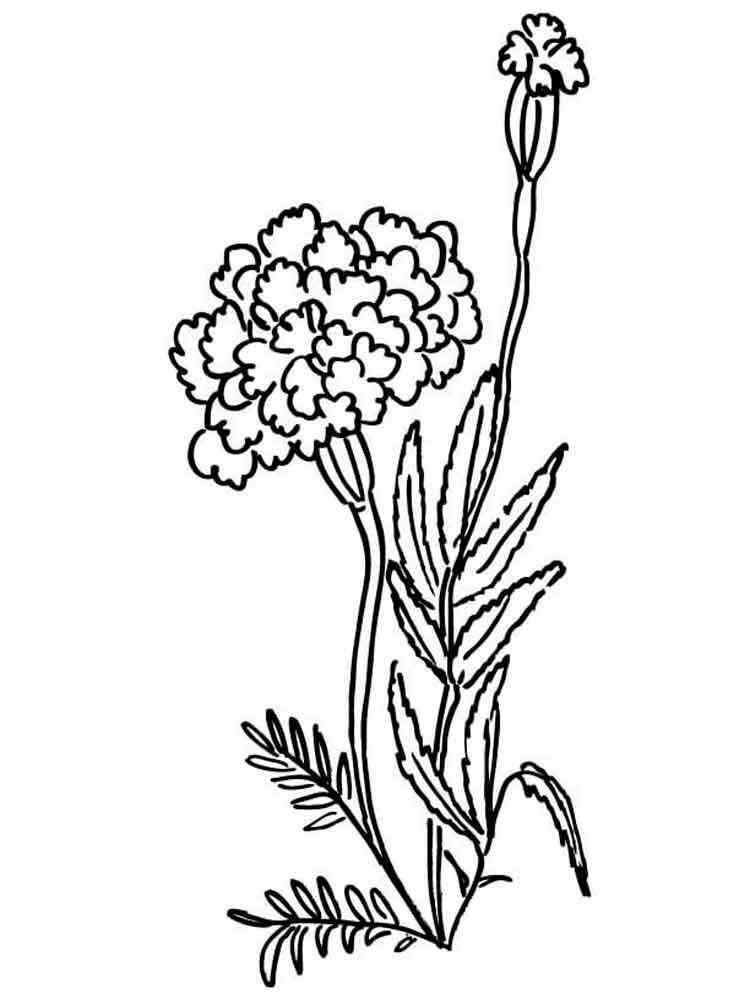 Marigold Flower coloring pages. 