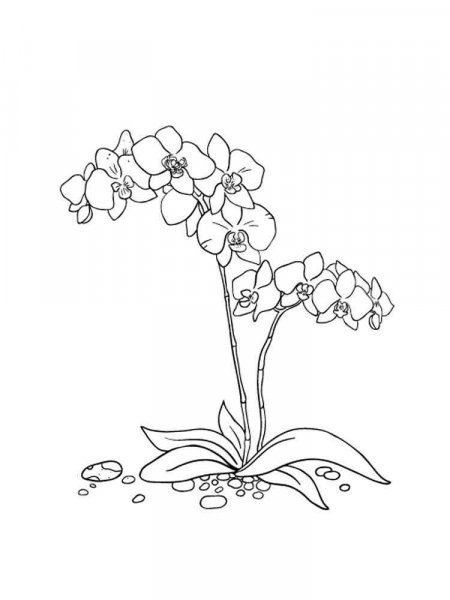 Orchid coloring pages