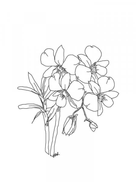 Orchid coloring pages