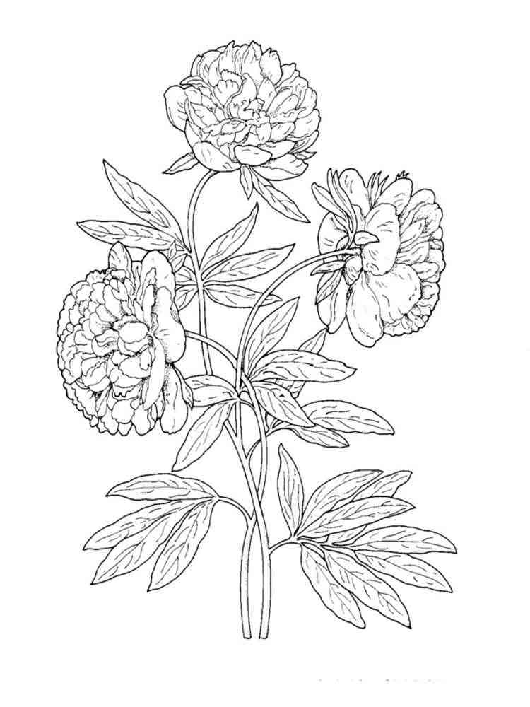 Peony Flower coloring pages. Download and print Peony Flower coloring pages