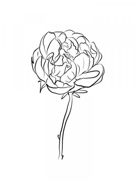 Peony coloring pages