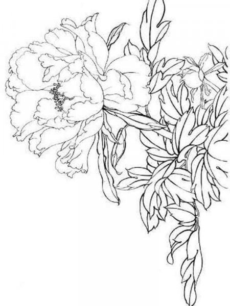 Peony coloring pages