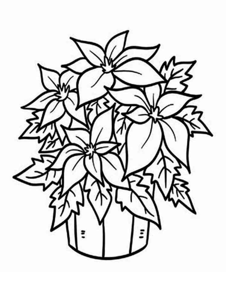 Download Poinsettia Flower coloring pages. Download and print ...