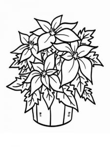 Poinsettia coloring page 4 - Free printable