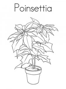 Poinsettia coloring page 5 - Free printable