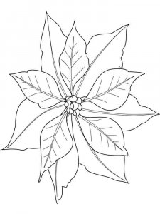 Poinsettia coloring page 6 - Free printable