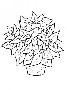 Poinsettia coloring page 7 - Free printable