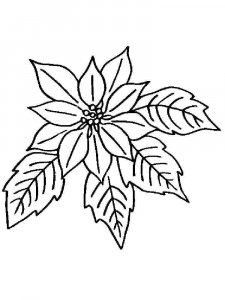 Poinsettia coloring page 8 - Free printable