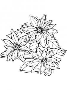 Poinsettia coloring page 9 - Free printable