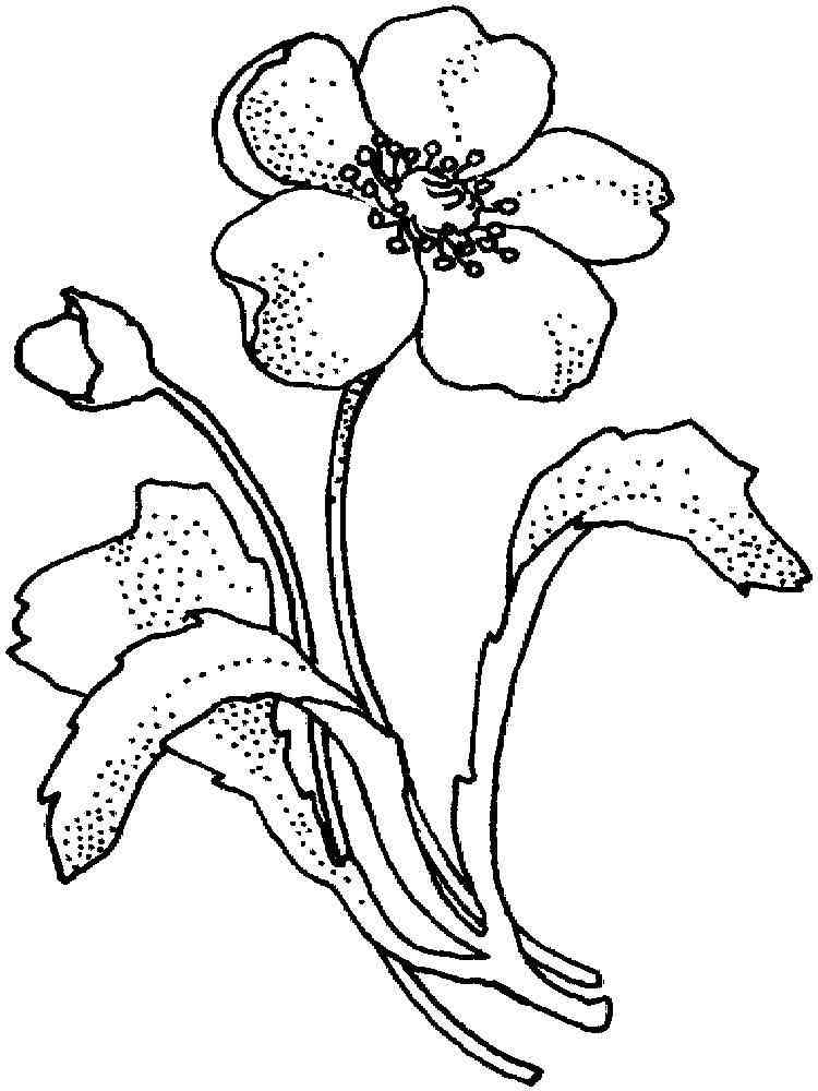 Poppy Flower coloring pages. Download and print Poppy Flower coloring pages