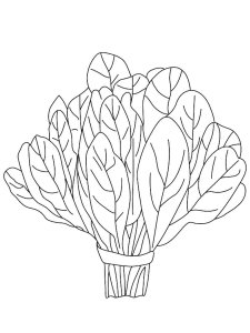Spinach coloring page 1 - Free printable