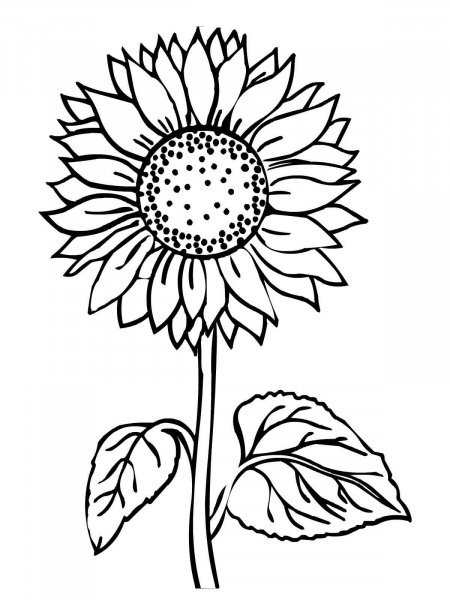 Sunflower coloring pages