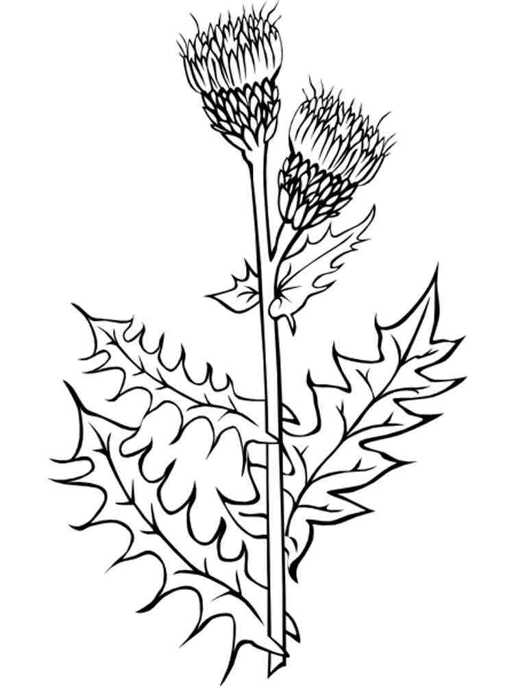 Download Thistle Flower coloring pages. Download and print Thistle Flower coloring pages