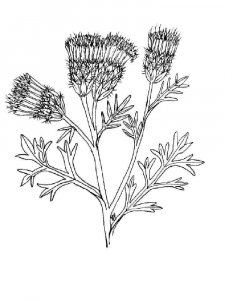 Thistle coloring page 1 - Free printable