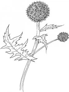 Thistle coloring page 2 - Free printable