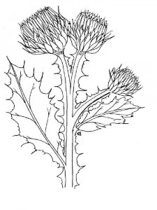 Thistle coloring page 3 - Free printable