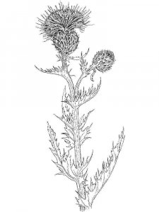 Thistle coloring page 6 - Free printable