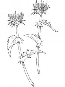 Thistle coloring page 8 - Free printable