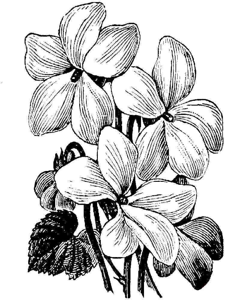 Violet coloring pages. Download and print Violet coloring pages
