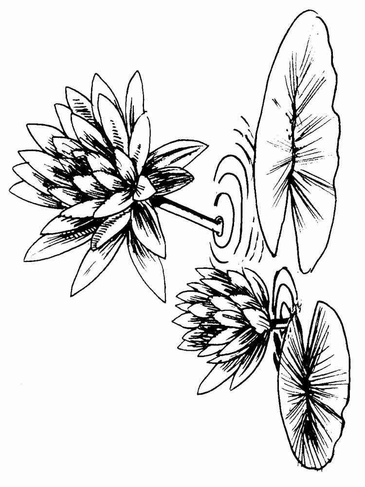 Water lily coloring pages. Download and print Water lily coloring pages