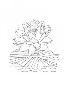 Water Lily coloring page 15 - Free printable