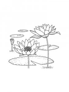 Water Lily coloring page 17 - Free printable