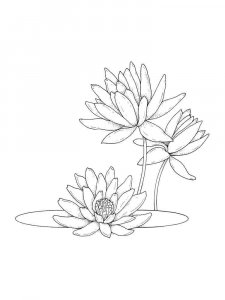 Water Lily coloring page 18 - Free printable