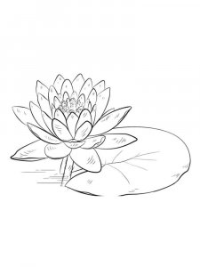 Water Lily coloring page 19 - Free printable