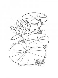 Water Lily coloring page 21 - Free printable