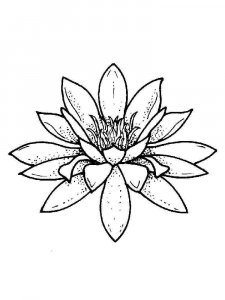 Water Lily coloring page 11 - Free printable