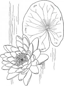 Water Lily coloring page 2 - Free printable