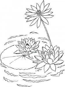 Water Lily coloring page 4 - Free printable