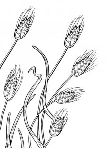 Wheat coloring page 16 - Free printable