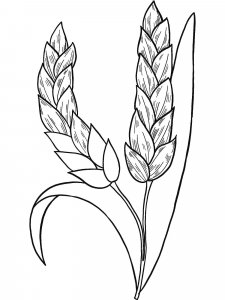 Wheat coloring page 6 - Free printable