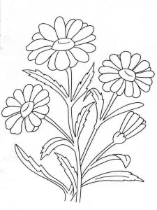Chamomile coloring page 9 - Free printable