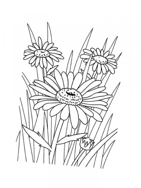 Chamomile Flower coloring pages