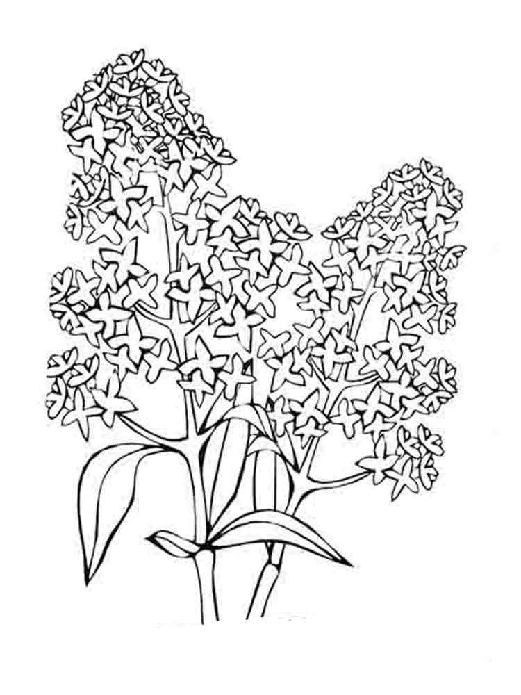 Lilac Flower coloring pages. Download and print Lilac Flower coloring pages