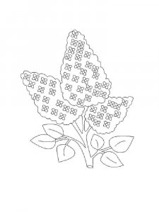 Lilac coloring page 11 - Free printable
