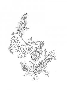Lilac coloring page 14 - Free printable