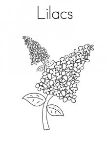 Lilac coloring page 6 - Free printable