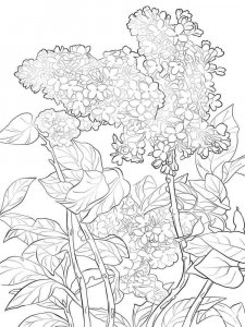 Lilac coloring page 7 - Free printable