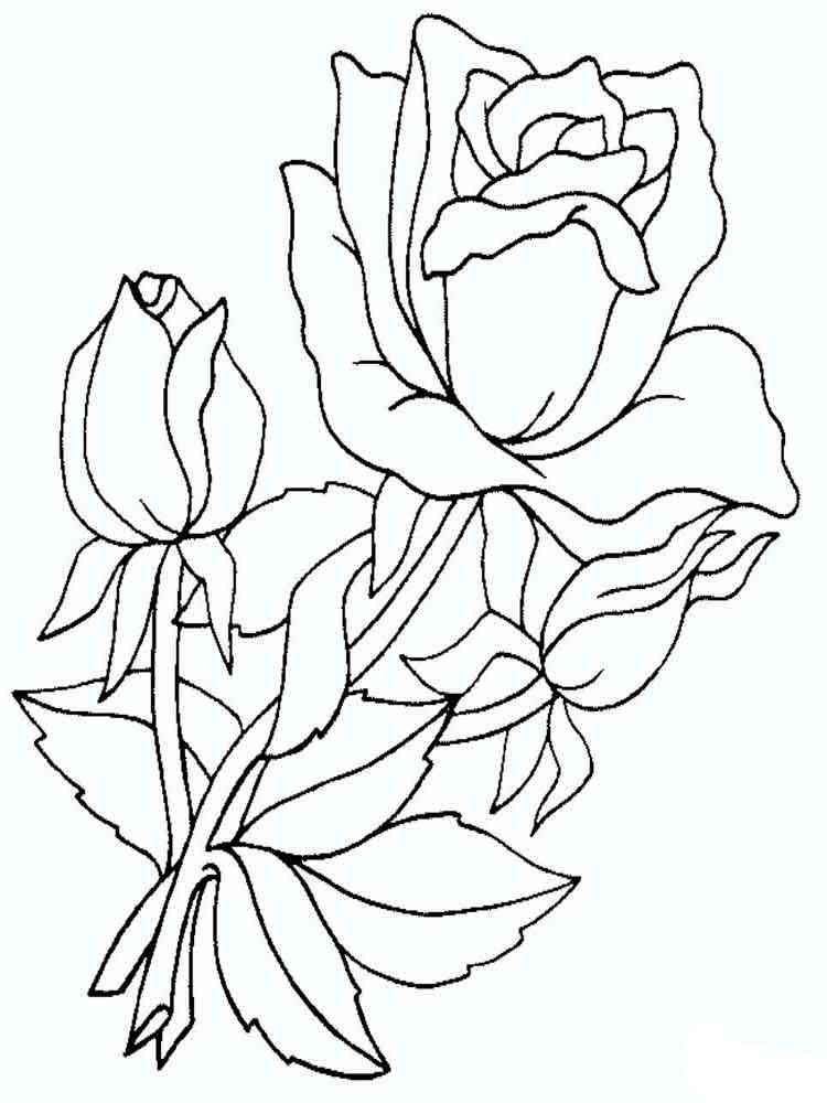 Free Printable Coloring Pages Roses - Free printable Roses coloring
