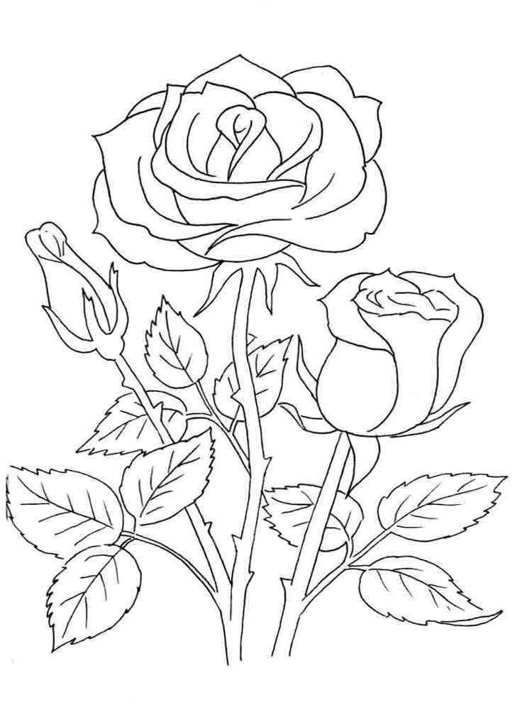 Rose coloring pages. Download and print Rose coloring pages