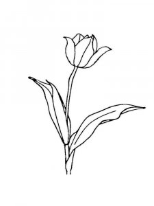 Tulip coloring page 11 - Free printable