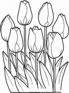 Tulip coloring page 12 - Free printable