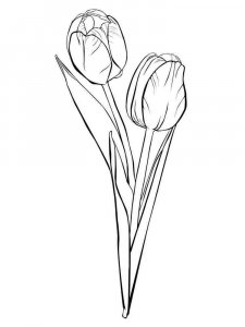 Tulip coloring page 16 - Free printable