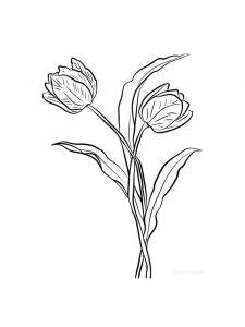 Tulip coloring page 25 - Free printable