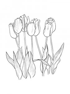 Tulip coloring page 34 - Free printable